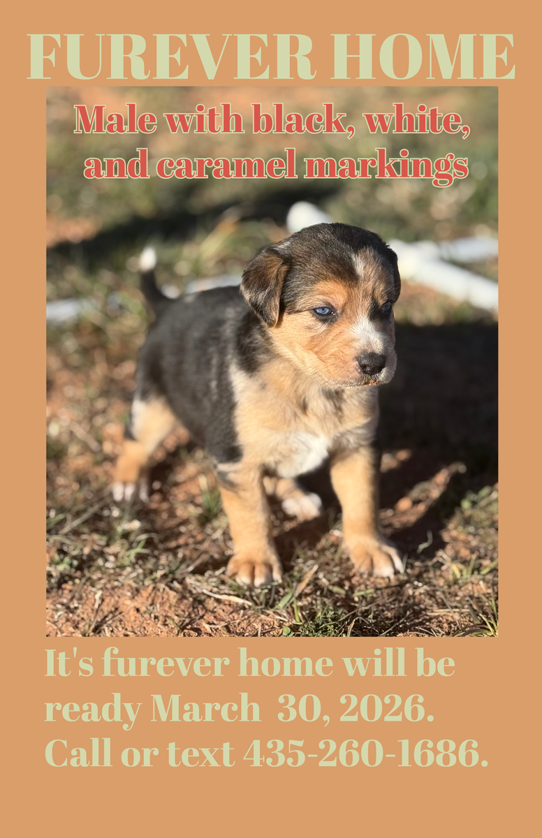 Blue/green  eyed puppies for sale