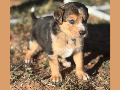Blue/green eyed puppies for sale