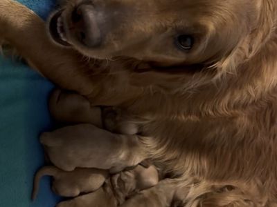 AKC Dark Red Golden Retriever