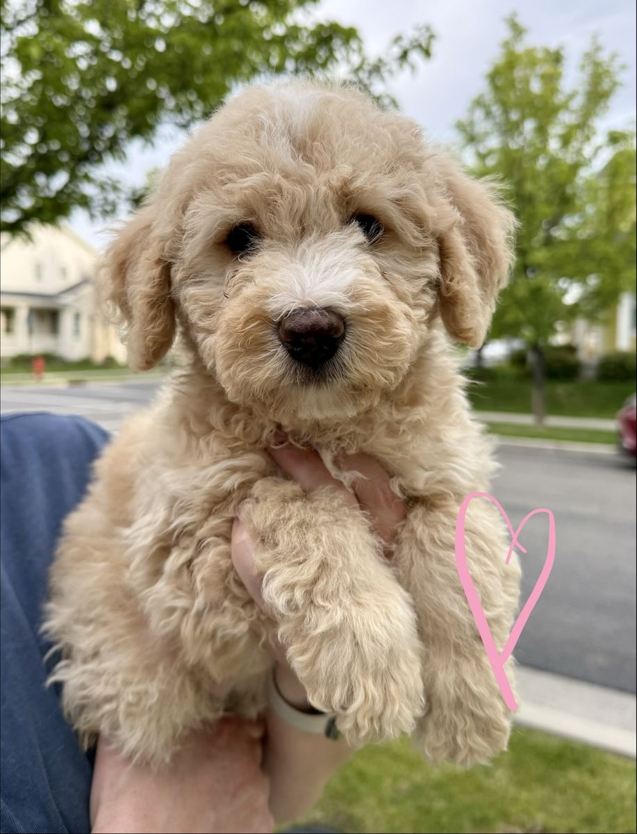 Ready Now! Memorial Day sale Mini Bernedoodle Puppies (Non-Shedding)