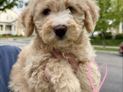 Ready Now! Memorial Day sale Mini Bernedoodle Puppies (Non-Shedding)