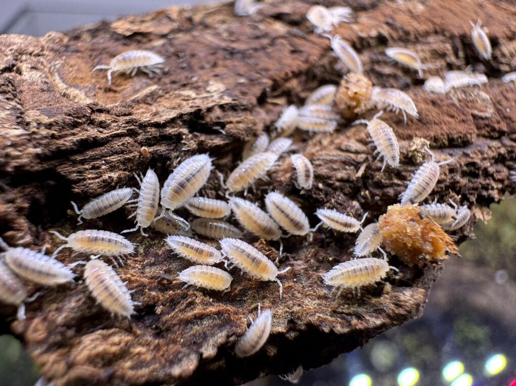 Dwarf White Isopods