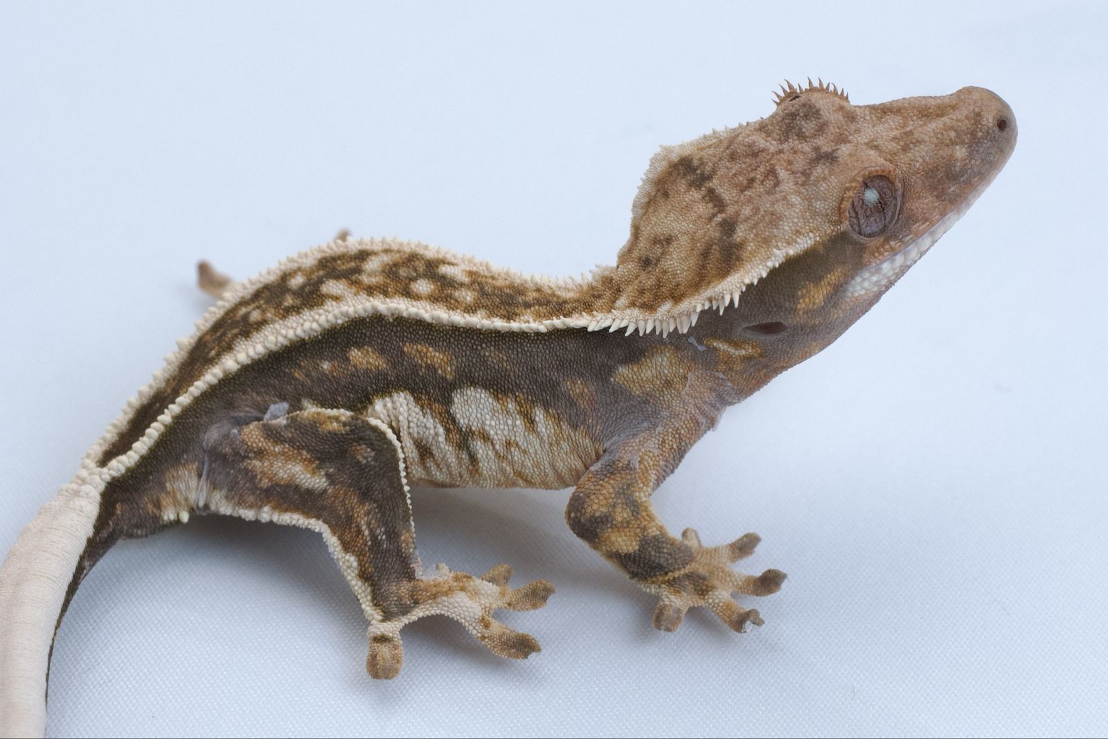 Young Crested Gecko