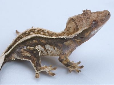 Young Crested Gecko