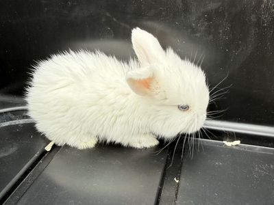 3 week old bunnies