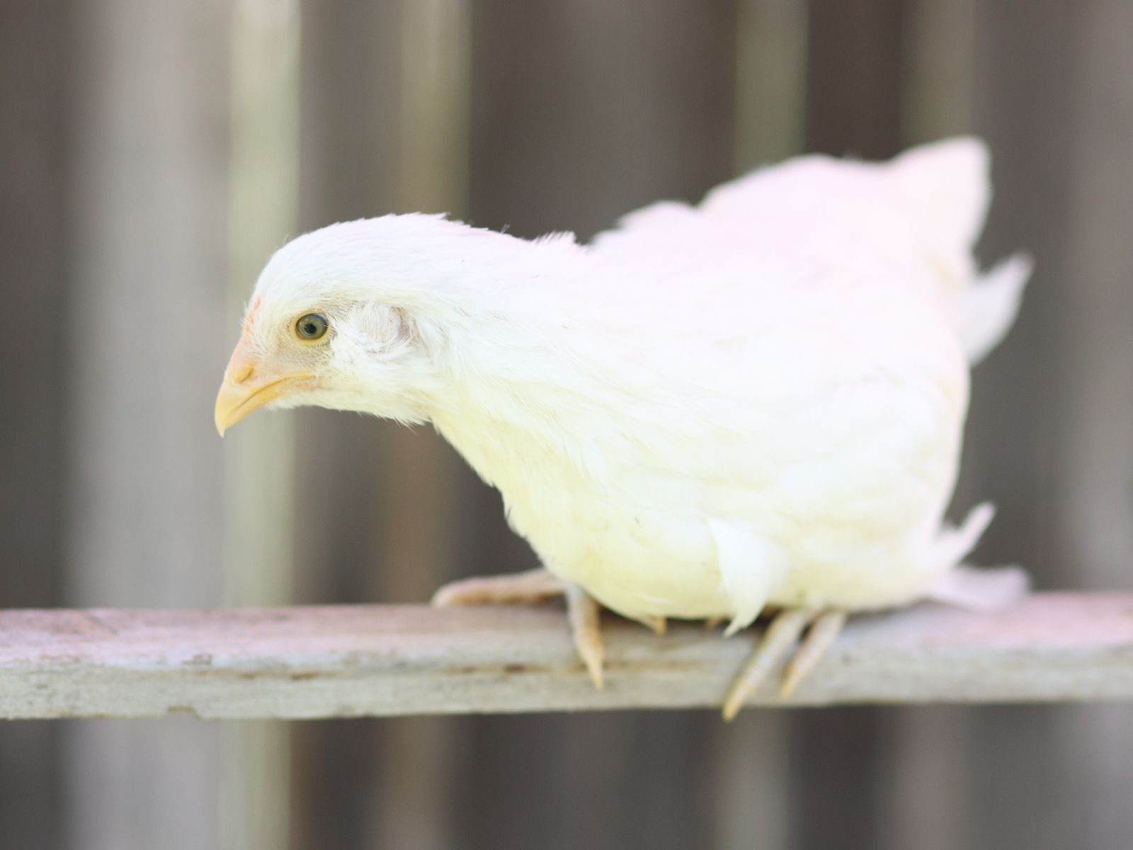 Eight Sapphire Jewel pullets (baby hen-female chicken)
