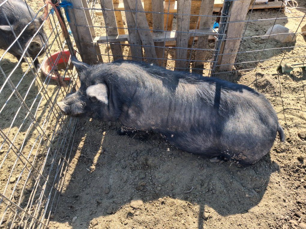 Mr and Mrs Bacon Food Storage (with 1000lbs of feed)