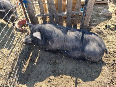 Mr and Mrs Bacon Food Storage (with 1000lbs of feed)