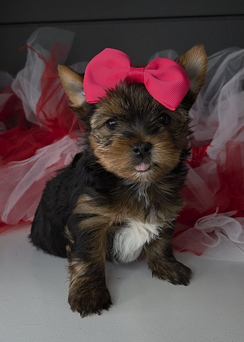 Valentines day Parti Yorkies