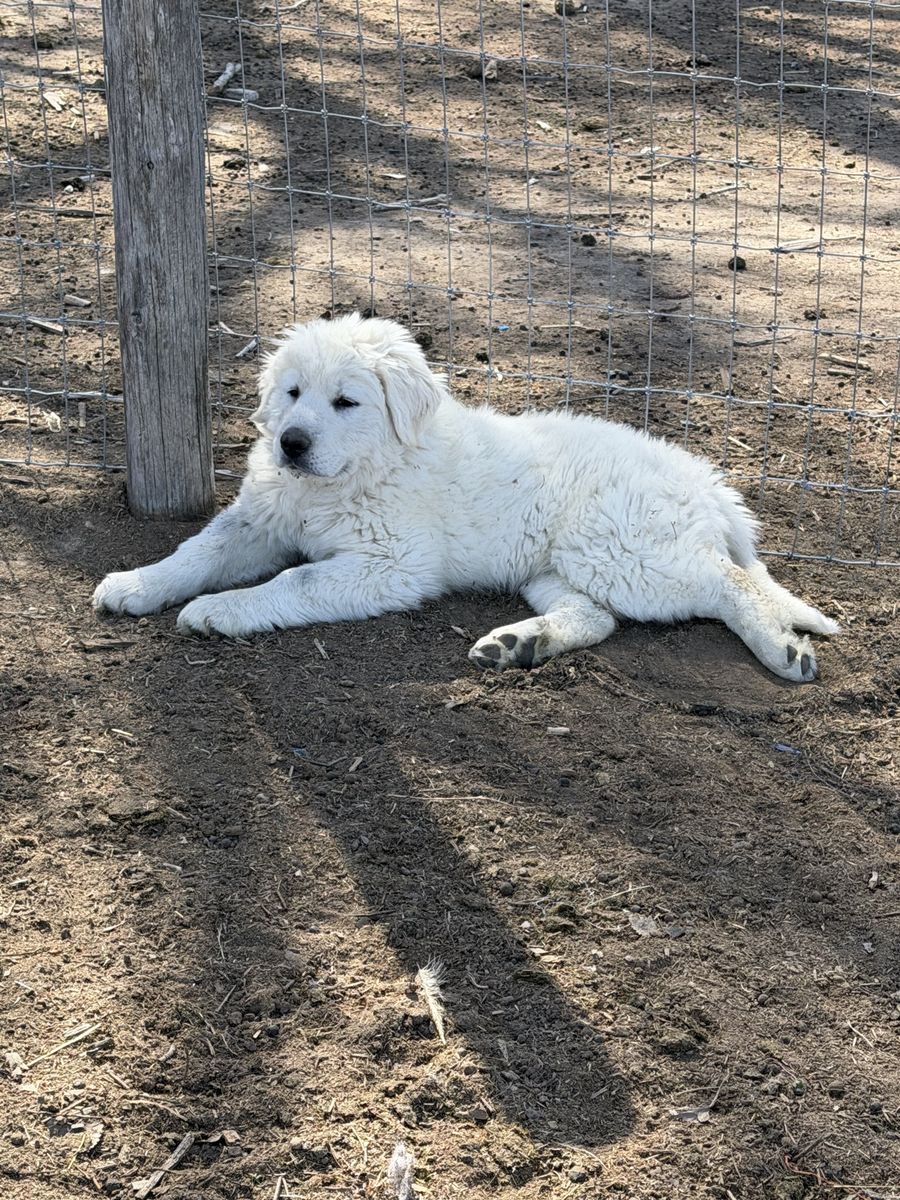 Female livestock guardian mix
