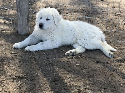 Female livestock guardian mix