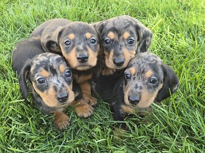 Dapple Doxies
