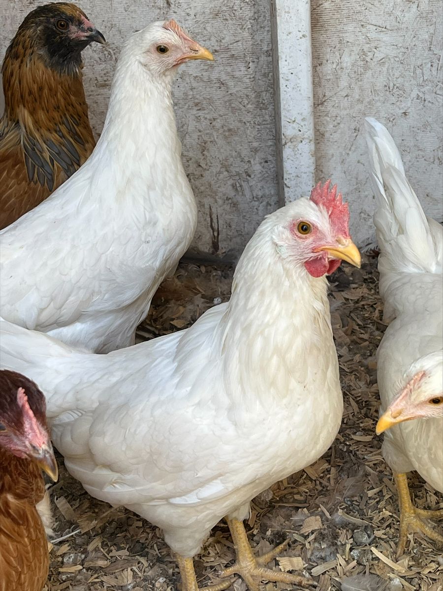 1 Free 4 month Rooster