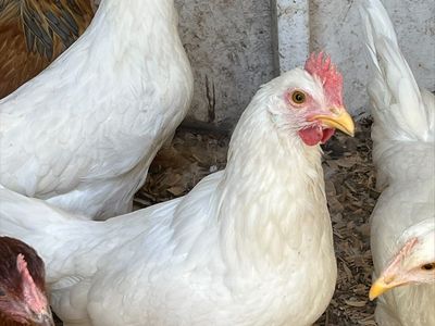 1 Free 4 month Rooster