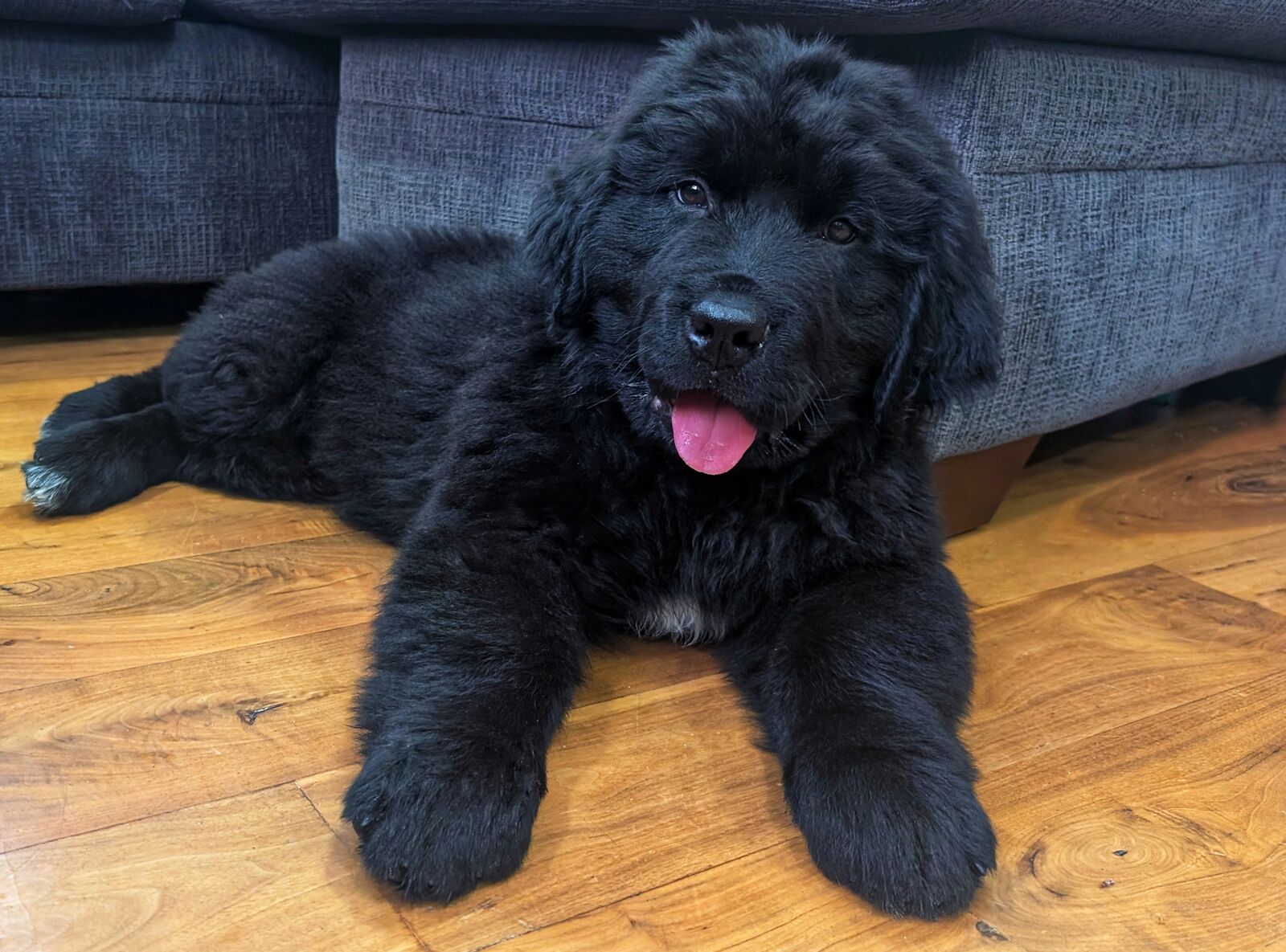 AKC Registered Newfoundland Male Puppies, Ready Now