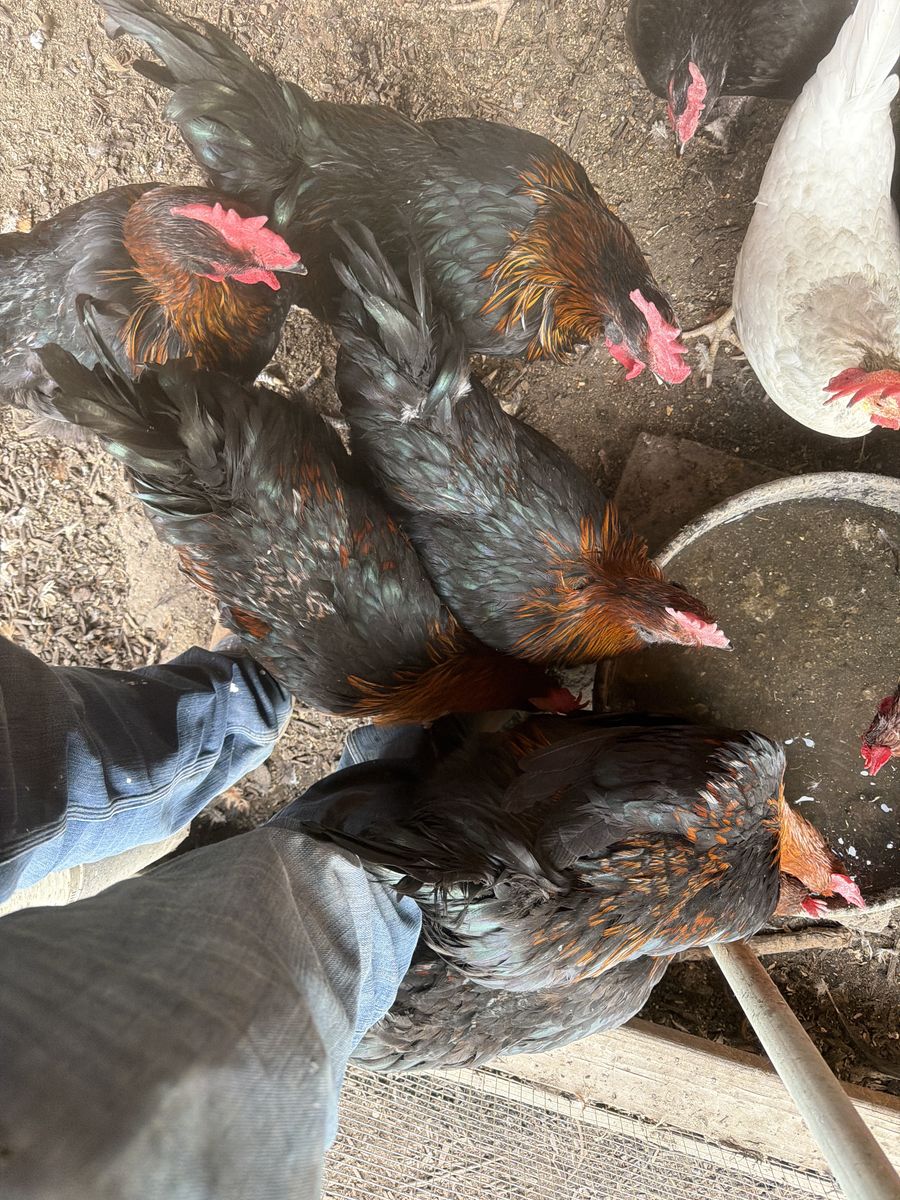 5 Copper morans roosters