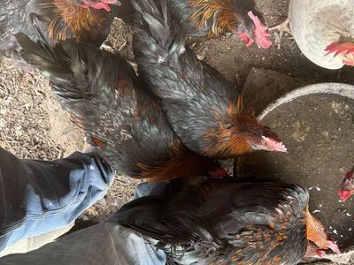 5 Copper morans roosters
