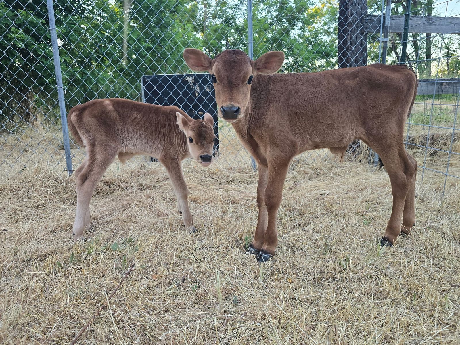 Jersey/Red Angus Cross Calves