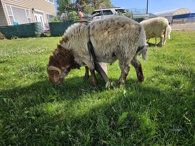 High % Awassi Ram for Sale - great dairy and fat tail genetics