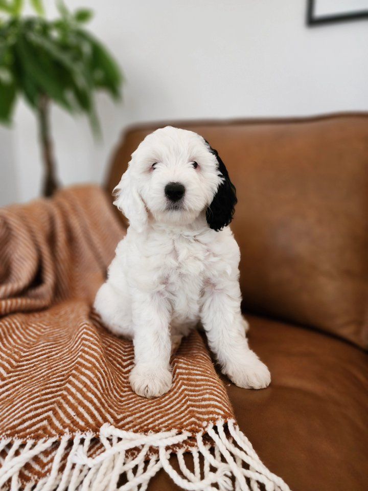 Mini Sheepadoodle Puppy