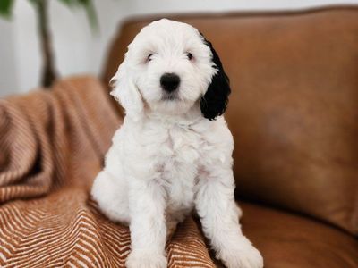 Mini Sheepadoodle Puppy