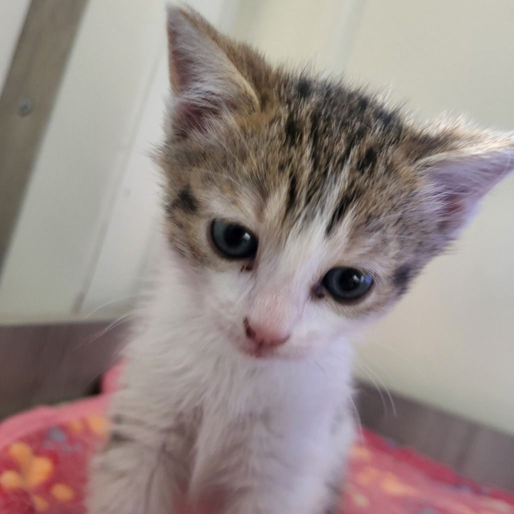 Hello my name is Ducky