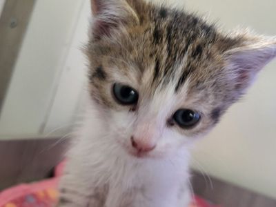 Hello my name is Ducky