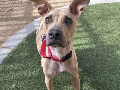 Hello my name is Disco Flower