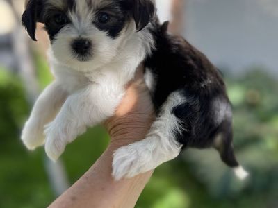 Morkie puppy Maltese Yorkie