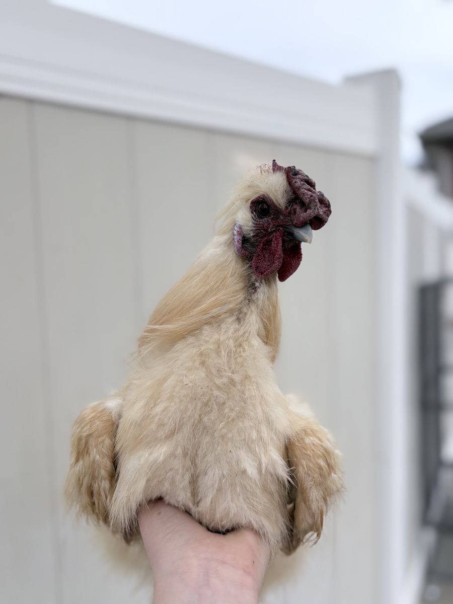 Sikie Rooster Chicken For Sale