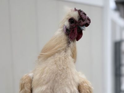 Sikie Rooster Chicken For Sale