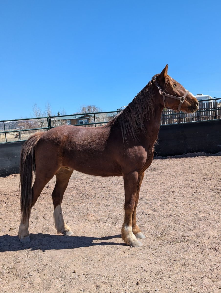 7 yr old unhandled mustang 