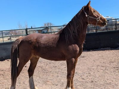 7 yr old unhandled mustang