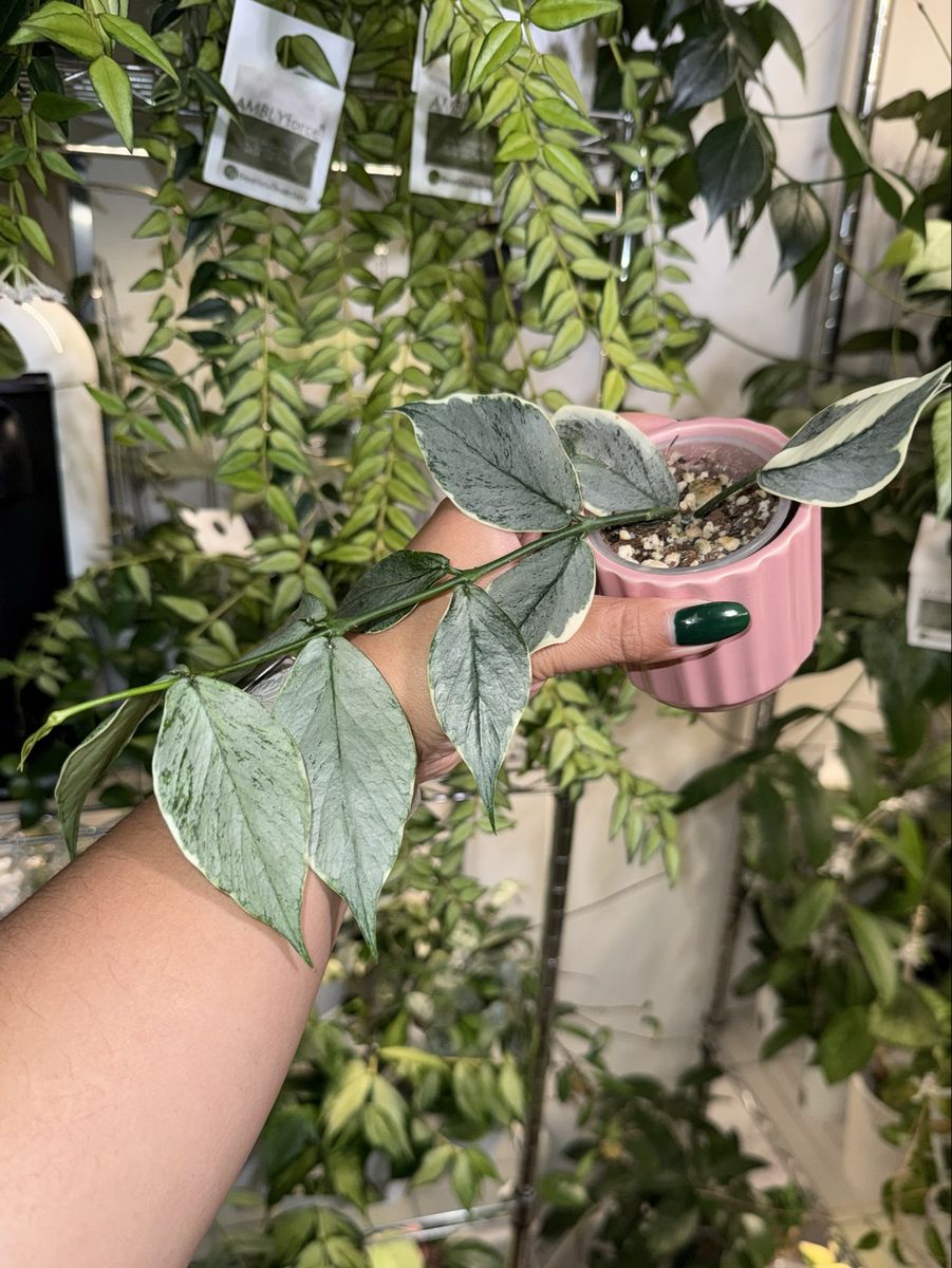 Hoya polyneura ‘Jasminka’ (silver) - Plant