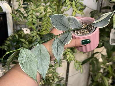 Hoya polyneura ‘Jasminka’ (silver) - Plant