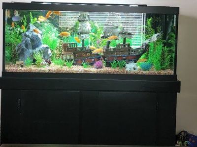 75 gallon aquarium with stand and more