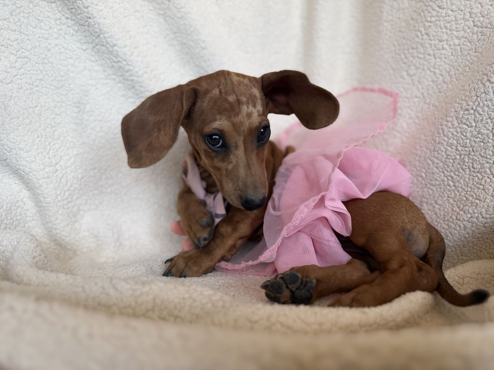 Dachshund Puppies - Dachshund Dogs