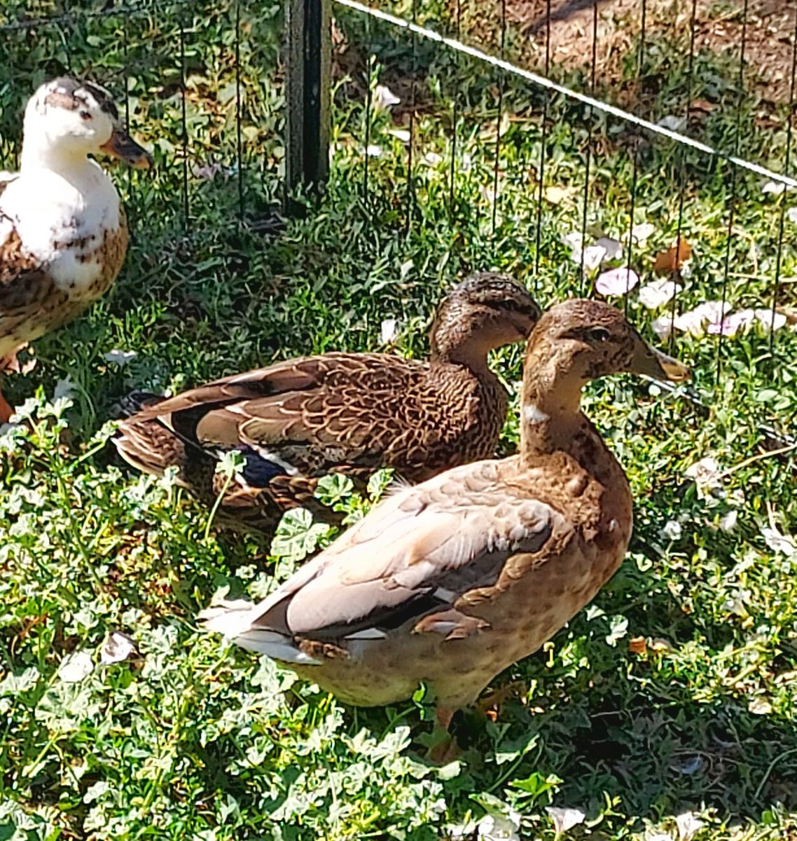 Call duck young females