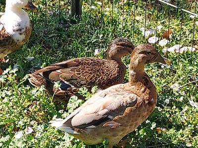 Call duck young females