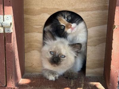 Kittens for Sale