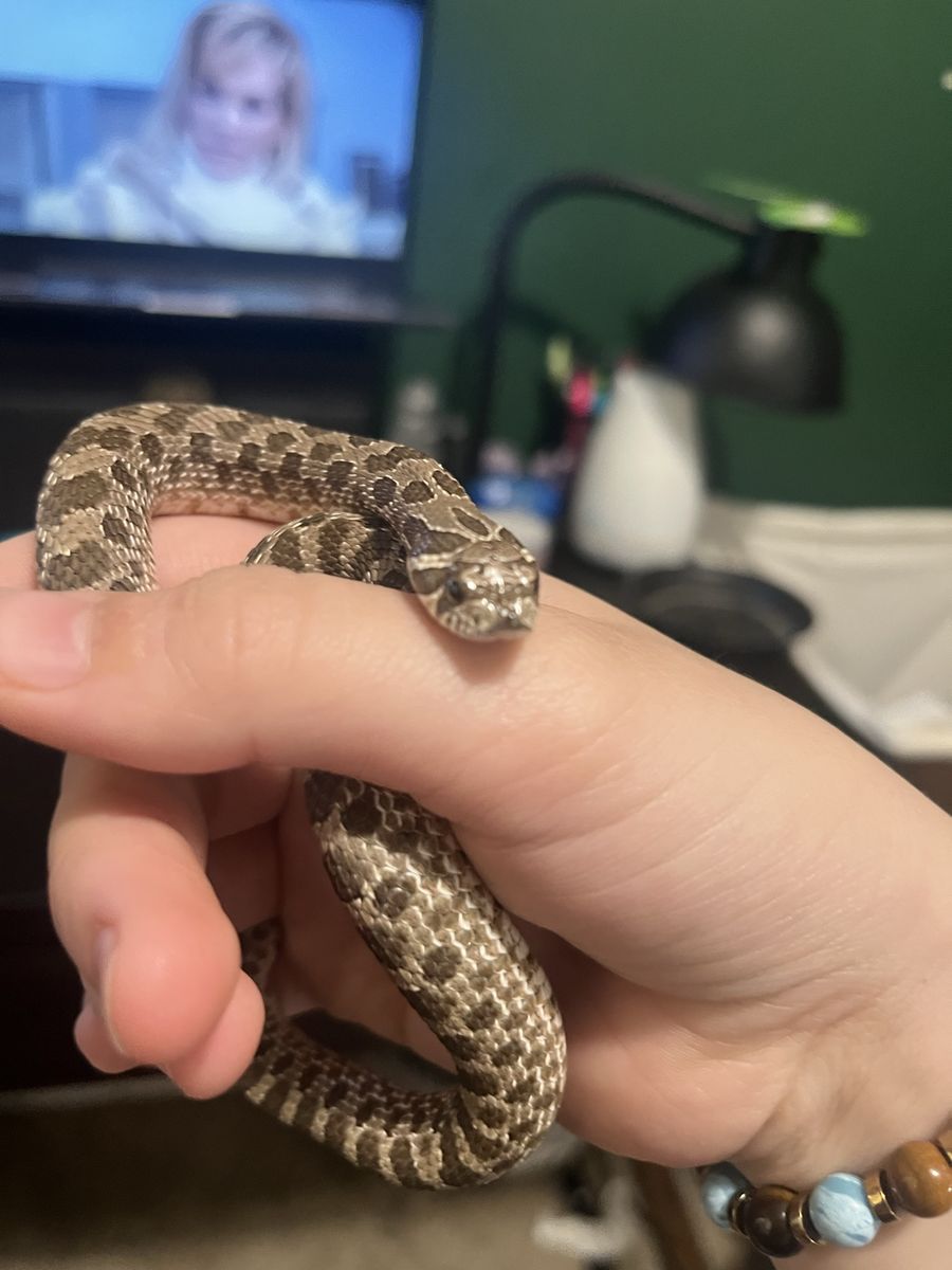 Hognose snake