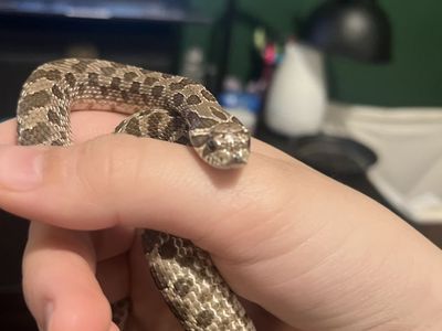 Hognose snake