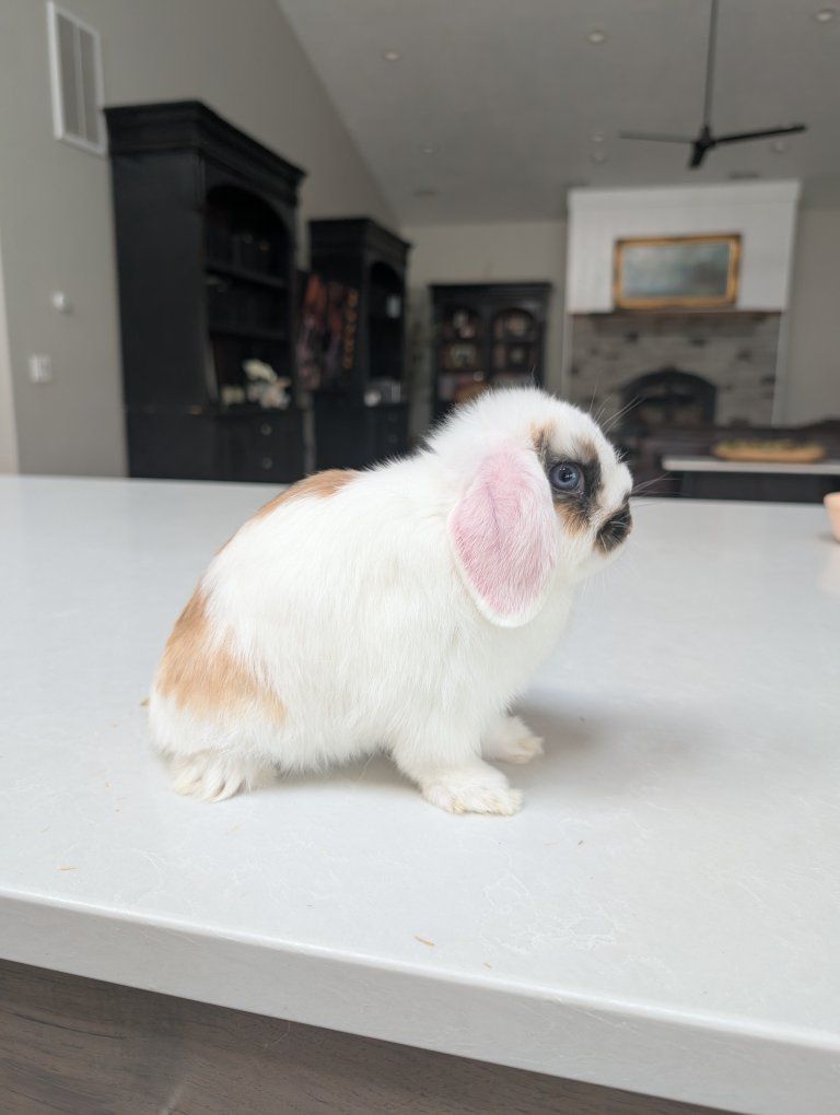Purebred Broken Tort Holland Lop Buck Blue Eyes (Full Pedigree)