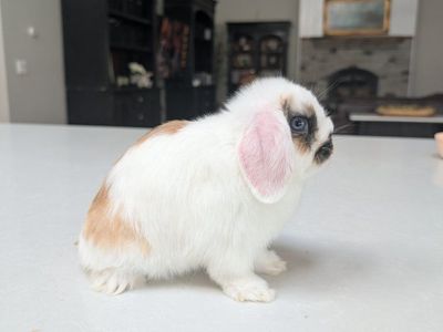 Purebred Broken Tort Holland Lop Buck Blue Eyes (Full Pedigree)