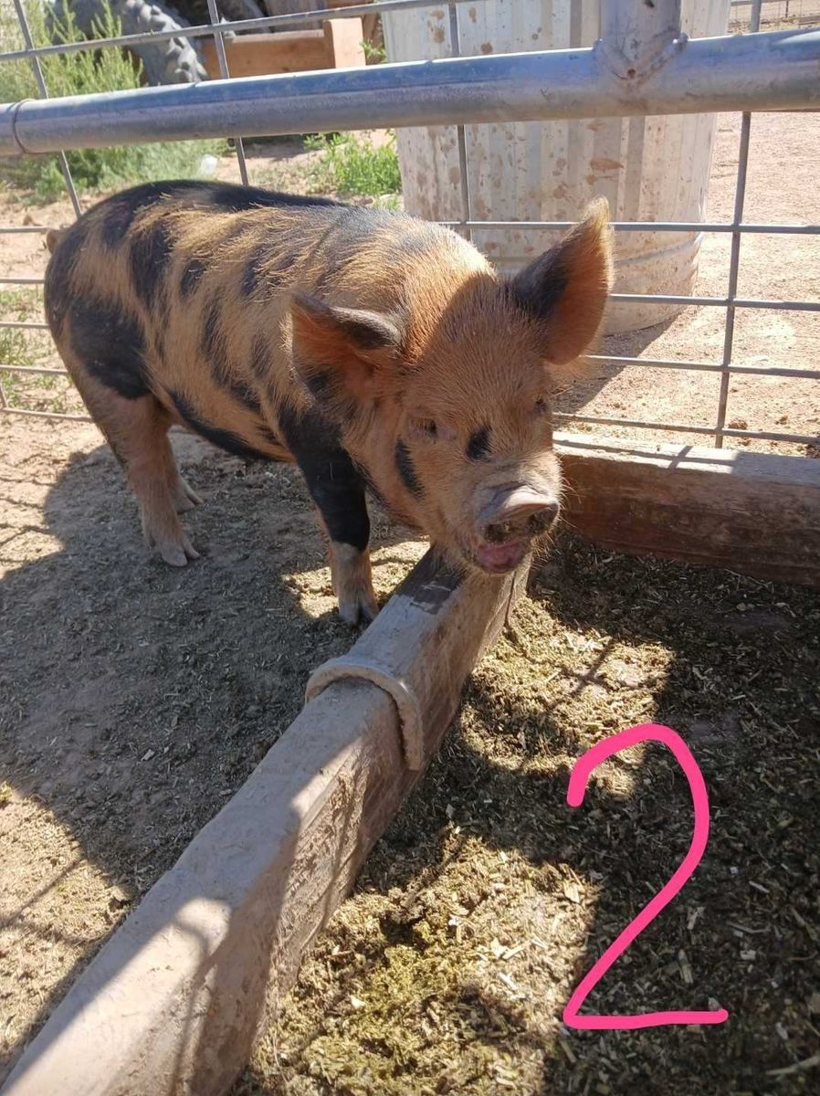 KuneKune piglets 