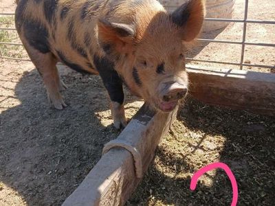 KuneKune piglets