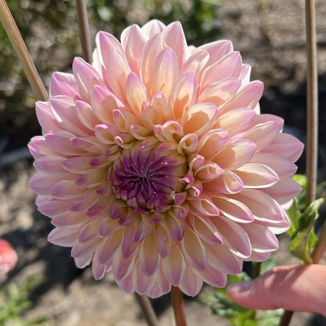Dahlia Tubers