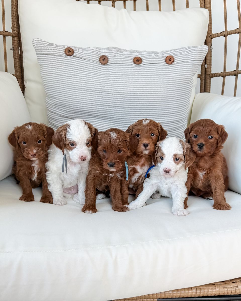 Petite Goldendoodles