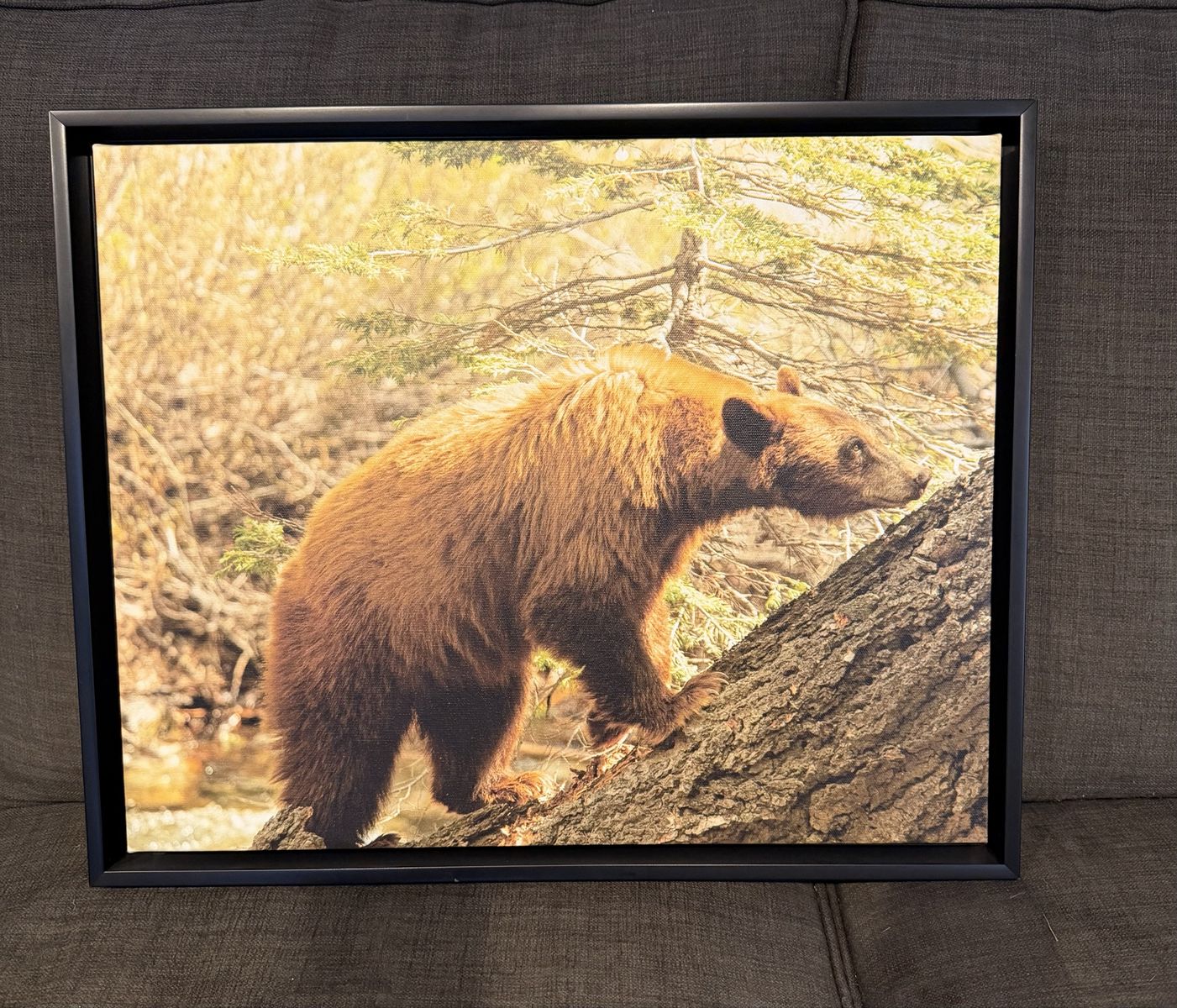 Black Bear Framed Canvas