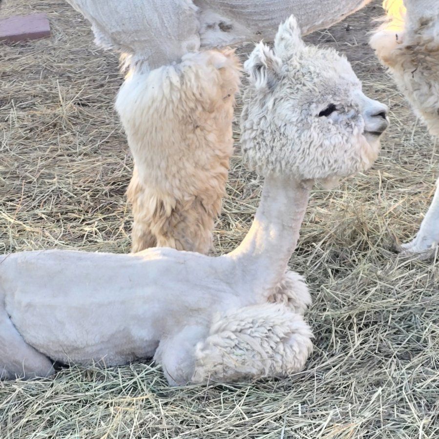 Adorable Baby Alpaca - Recently Shorn, Fluffy White.